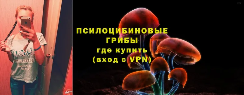 Псилоцибиновые грибы Magic Shrooms  Новороссийск 